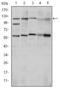 HIF1A antibody, M00013-2, Boster Biological Technology, Western Blot image 