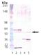 Calcium/Calmodulin Dependent Protein Kinase II Delta antibody, A02611, Boster Biological Technology, Western Blot image 