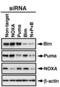 BCL2 Binding Component 3 antibody, 11007, QED Bioscience, Dot Blot image 