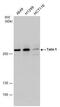 Talin 1 antibody, PA5-27646, Invitrogen Antibodies, Western Blot image 