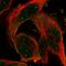 POU domain, class 6, transcription factor 1 antibody, HPA050411, Atlas Antibodies, Immunofluorescence image 