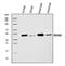 Histone Deacetylase 8 antibody, A01843-1, Boster Biological Technology, Western Blot image 