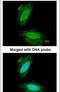 Synuclein Gamma antibody, PA5-29142, Invitrogen Antibodies, Immunofluorescence image 