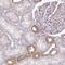 Transmembrane Protein 107 antibody, NBP2-30426, Novus Biologicals, Immunohistochemistry paraffin image 
