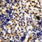 Granzyme A antibody, LS-C312742, Lifespan Biosciences, Immunohistochemistry frozen image 