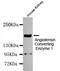 Angiotensin I Converting Enzyme antibody, MBS475032, MyBioSource, Western Blot image 