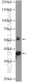 CALCOCO2 antibody, 12229-1-AP, Proteintech Group, Western Blot image 