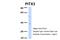 Paired Like Homeodomain 3 antibody, 25-110, ProSci, Western Blot image 