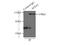 Adaptor Related Protein Complex 2 Subunit Alpha 1 antibody, 11401-1-AP, Proteintech Group, Immunoprecipitation image 