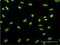 HDGF Like 3 antibody, H00050810-M02, Novus Biologicals, Immunofluorescence image 