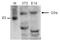 Euchromatic Histone Lysine Methyltransferase 2 antibody, TA347121, Origene, Western Blot image 