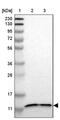 Transmembrane Protein 141 antibody, PA5-53201, Invitrogen Antibodies, Western Blot image 