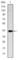 Killer Cell Lectin Like Receptor D1 antibody, abx011233, Abbexa, Western Blot image 