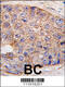 Ubiquitin Domain Containing 1 antibody, 55-458, ProSci, Immunofluorescence image 