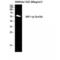 Protein Tyrosine Phosphatase Non-Receptor Type 6 antibody, LS-C381182, Lifespan Biosciences, Western Blot image 