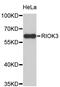 RIO Kinase 3 antibody, STJ26592, St John