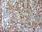 TBC1 Domain Family Member 21 antibody, LS-C786555, Lifespan Biosciences, Immunohistochemistry frozen image 