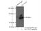 Solute Carrier Family 39 Member 7 antibody, 19429-1-AP, Proteintech Group, Immunoprecipitation image 