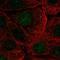 Zinc Finger Protein 394 antibody, NBP2-30743, Novus Biologicals, Immunocytochemistry image 