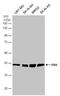 PDZ Binding Kinase antibody, PA5-78536, Invitrogen Antibodies, Western Blot image 