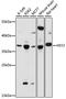 Hes Related Family BHLH Transcription Factor With YRPW Motif 2 antibody, LS-C750119, Lifespan Biosciences, Western Blot image 