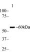 SMAD2 antibody, 700048, Invitrogen Antibodies, Western Blot image 