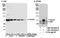 RecQ Like Helicase antibody, NB100-618, Novus Biologicals, Western Blot image 