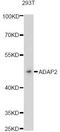 ArfGAP With Dual PH Domains 2 antibody, LS-C748770, Lifespan Biosciences, Western Blot image 