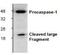 Caspase 1 antibody, NBP1-45433, Novus Biologicals, Western Blot image 