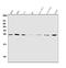 Neurotrophin 4 antibody, A06935-3, Boster Biological Technology, Western Blot image 