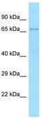 Tgr antibody, TA337942, Origene, Western Blot image 