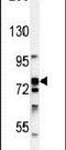 90 kDa ribosomal protein S6 kinase 1 antibody, PA5-23665, Invitrogen Antibodies, Western Blot image 