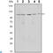 Sirtuin 1 antibody, LS-C812768, Lifespan Biosciences, Western Blot image 