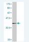 F-Box And WD Repeat Domain Containing 7 antibody, H00055294-M06, Novus Biologicals, Western Blot image 