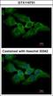 Makorin Ring Finger Protein 2 antibody, GTX115731, GeneTex, Immunocytochemistry image 