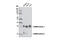 Lin-28 Homolog B antibody, 11965S, Cell Signaling Technology, Western Blot image 