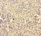 Ribosomal Protein L35a antibody, A54938-100, Epigentek, Immunohistochemistry paraffin image 