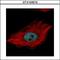 TAR DNA Binding Protein antibody, GTX100579, GeneTex, Immunocytochemistry image 