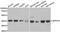 Selenide, water dikinase 1 antibody, abx004946, Abbexa, Western Blot image 