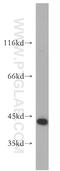 Serpin Family B Member 5 antibody, 11722-1-AP, Proteintech Group, Western Blot image 
