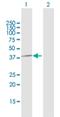 Protein Phosphatase 1 Catalytic Subunit Gamma antibody, H00005501-B02P, Novus Biologicals, Western Blot image 