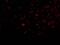 Interleukin 32 antibody, A03286-2, Boster Biological Technology, Immunofluorescence image 