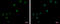 Zinc Finger Protein 257 antibody, GTX122134, GeneTex, Immunofluorescence image 