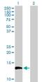 AGRINL antibody, H00133584-B01P, Novus Biologicals, Western Blot image 