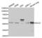 Sarcoglycan Epsilon antibody, LS-C333988, Lifespan Biosciences, Western Blot image 