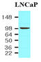 Folate Hydrolase 1 antibody, MBS200082, MyBioSource, Western Blot image 