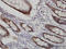 WD Repeat Domain 4 antibody, LS-C133662, Lifespan Biosciences, Immunohistochemistry paraffin image 