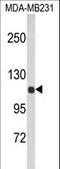 Actinin Alpha 1 antibody, LS-C156004, Lifespan Biosciences, Western Blot image 