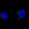 Tyrosinase Related Protein 1 antibody, NBP2-61147, Novus Biologicals, Immunofluorescence image 