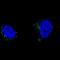 5,6-dihydroxyindole-2-carboxylic acid oxidase antibody, NBP2-61147, Novus Biologicals, Immunofluorescence image 